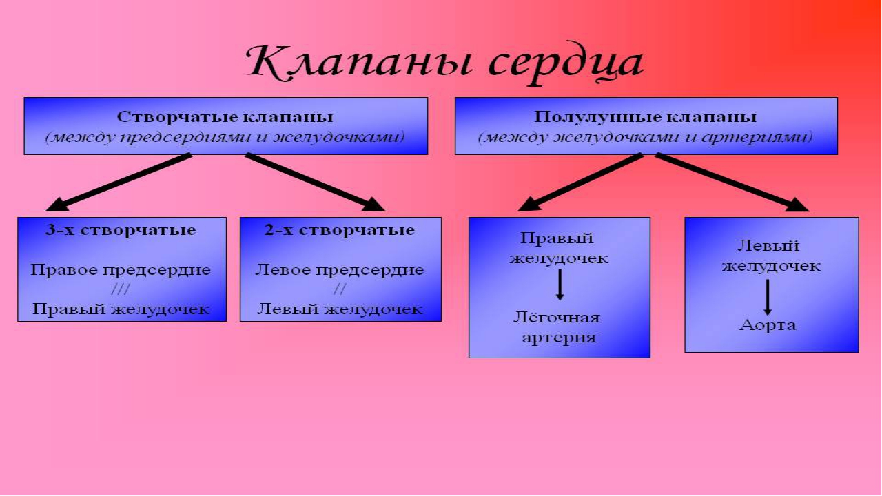 Биологические ритмы презентация 8 класс