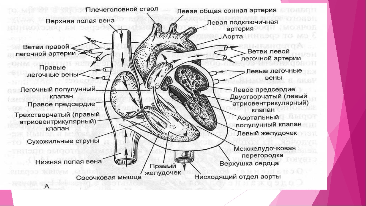 Строение и работа сердца биология 8 класс. Атриовентрикулярные клапаны сердца. Атриовентрикулярные клапаны строение. Атриовентрикулярный клапан сердца. Правый и левый атриовентрикулярные клапаны.