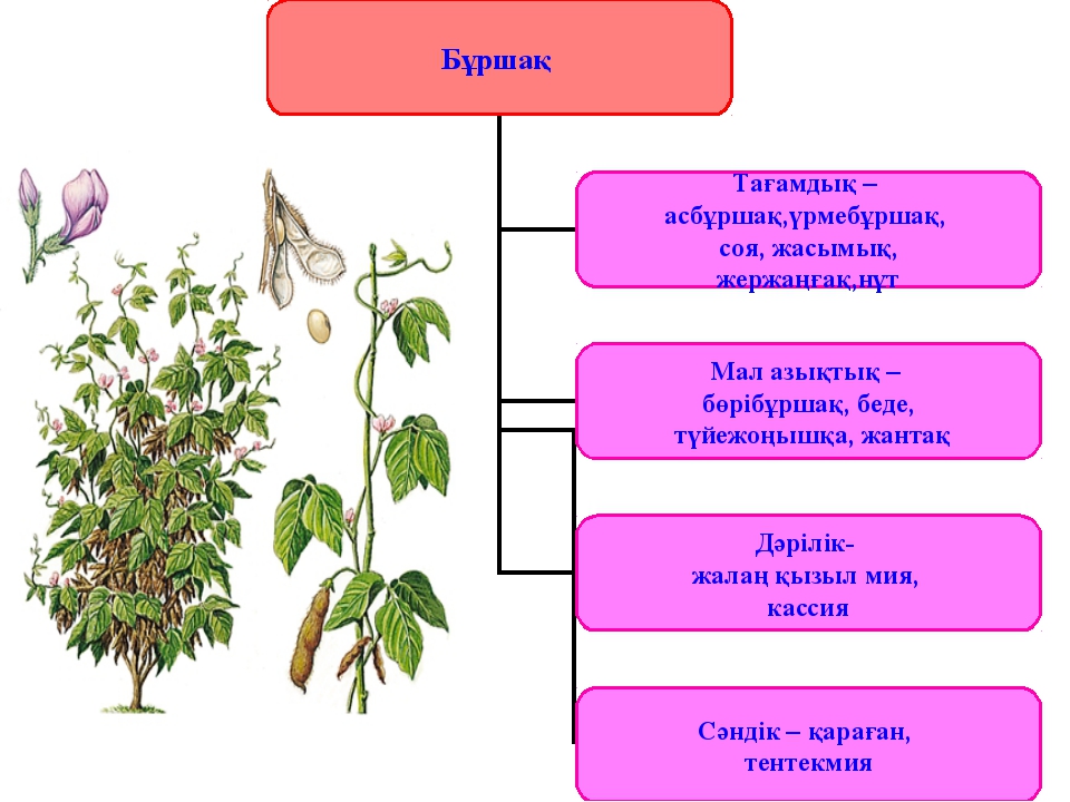 Беде өсімдігі фото