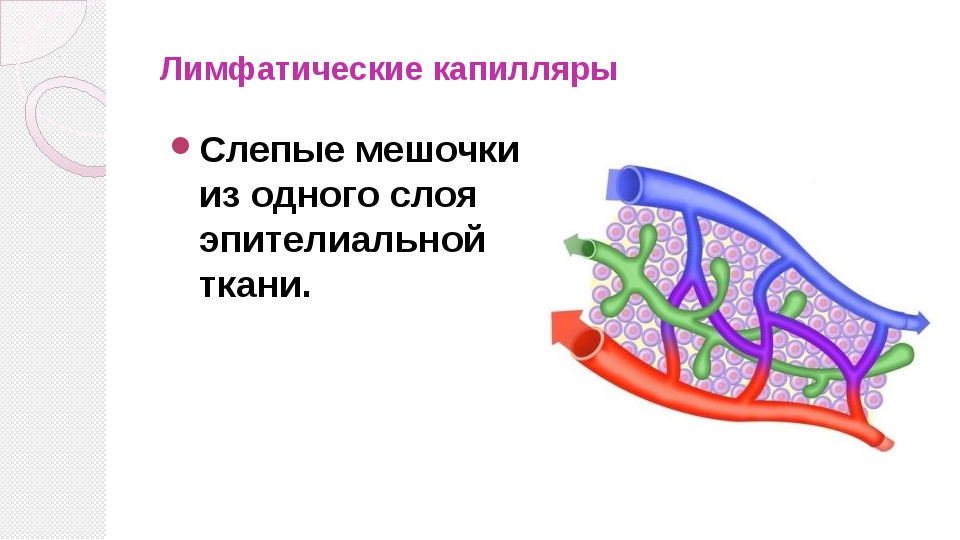 Лимфатические капилляры отсутствуют в