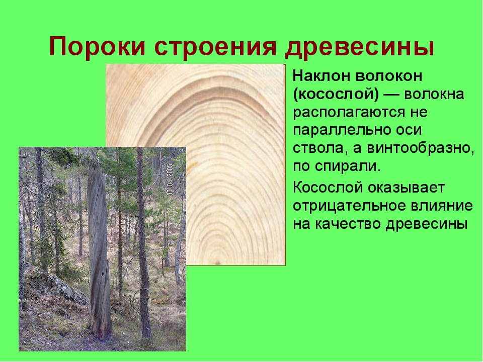 пороки древесины примеры