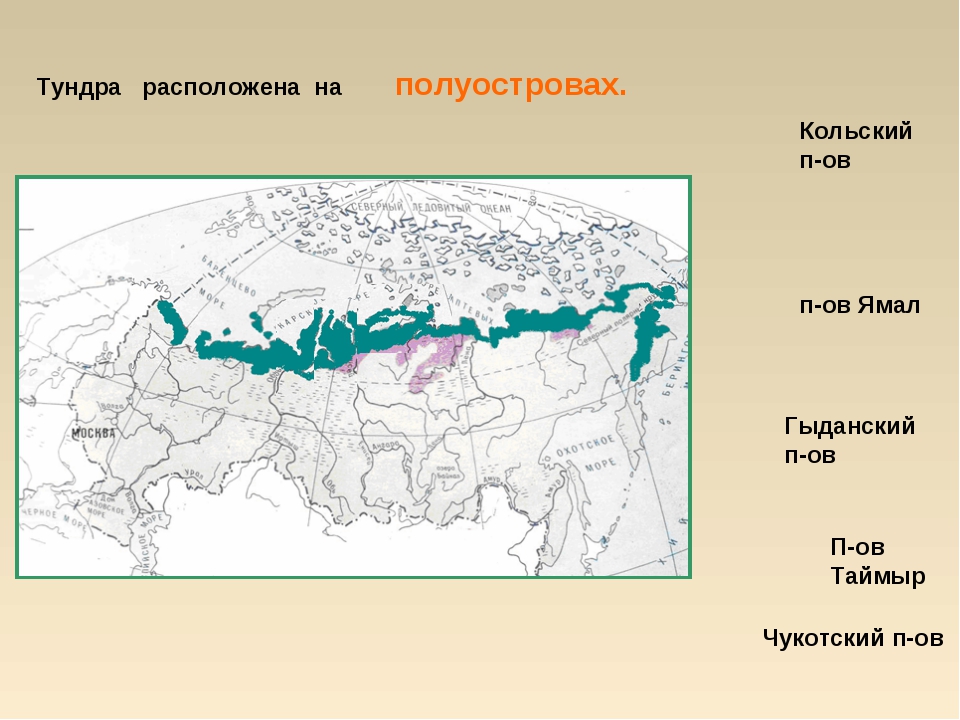 Карта тундры в россии