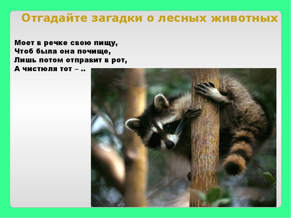 Вспомните какие животные. Загадки про лесных зверей. Загадки про животных леса. Загадки о лесных обитателях. Загадки животные леса.