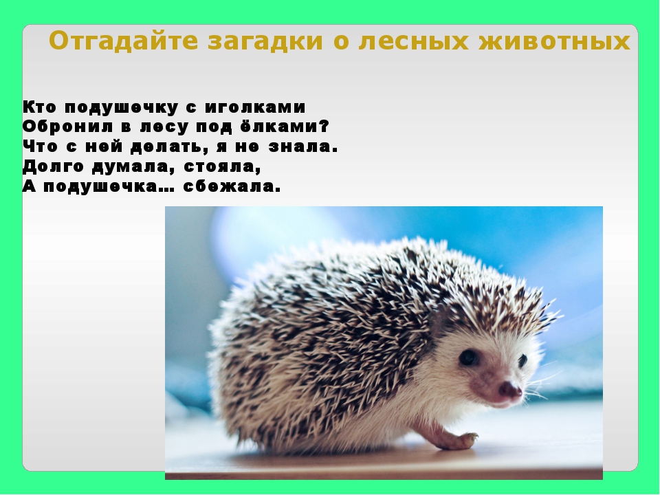 Вспомните какие животные. Загадки про животных леса. Загадки про лесных зверей. Загадки о животных. Загадки про лесных животных для детей.