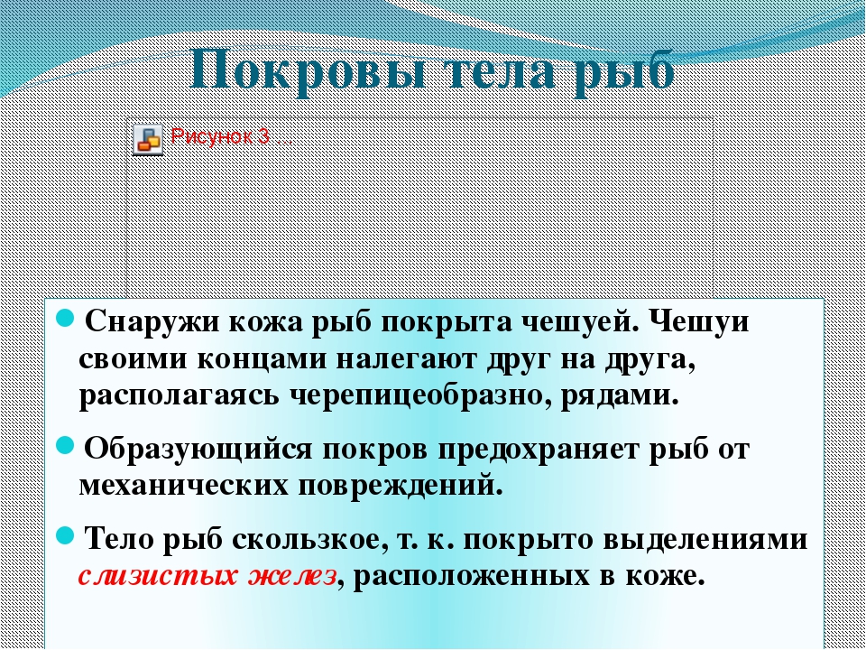 Биология 7 класс надкласс рыбы презентация