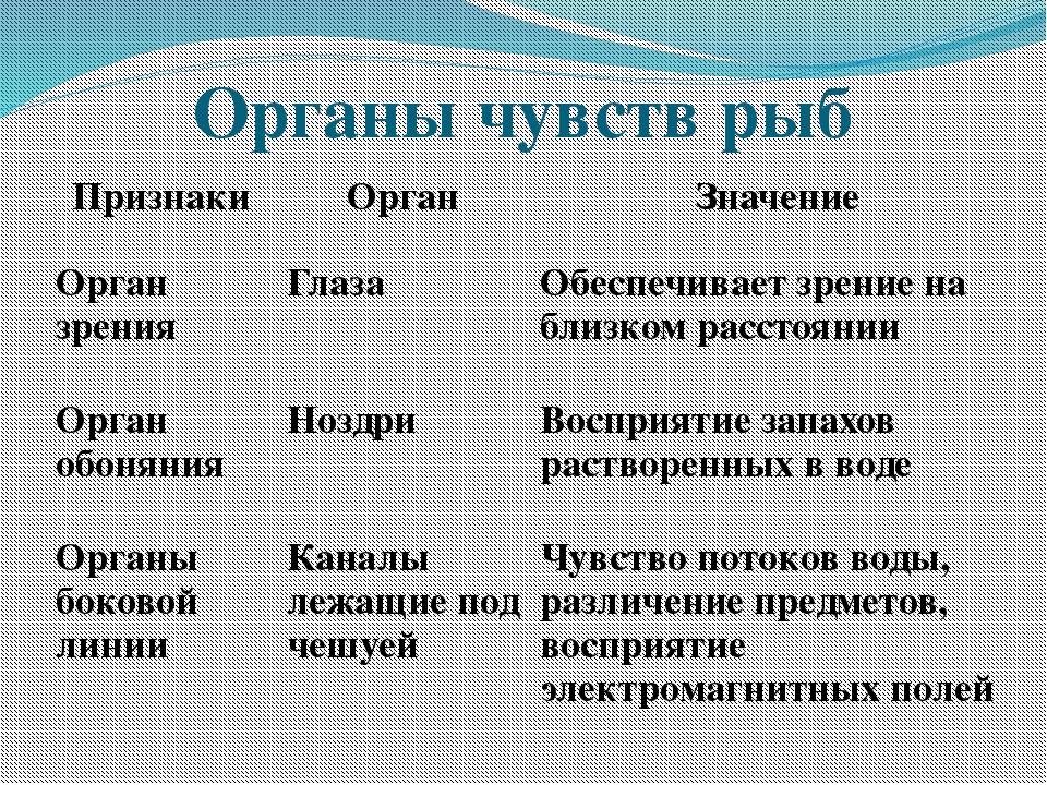 Биология 7 класс надкласс рыбы презентация