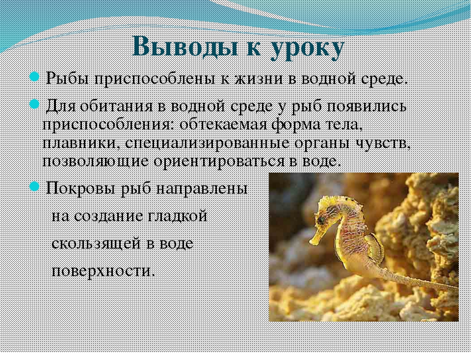 Приспособление рыб в воде. Вывод о приспособленности рыбы к жизни в воде. Рыбы приспособлены для жизни в воде. Приспособление рыб к обитанию. Как рыба приспособлена к жизни в воде.