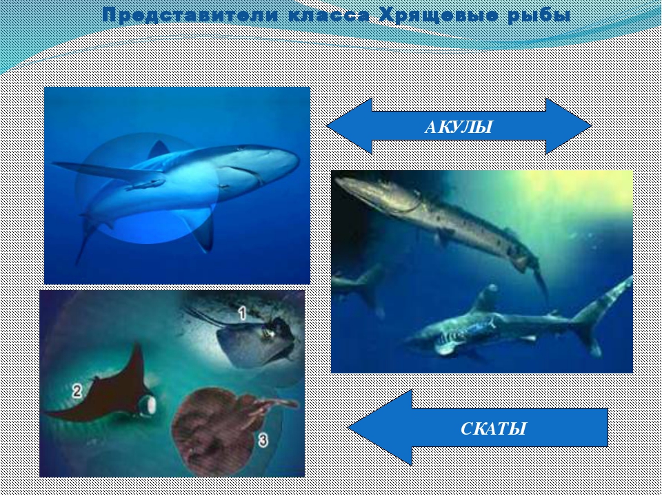 Хрящевые рыбы представители скаты. Отряд акулы представители. Хрящевые акулы представители. Хрящевые рыбы акулы представители.