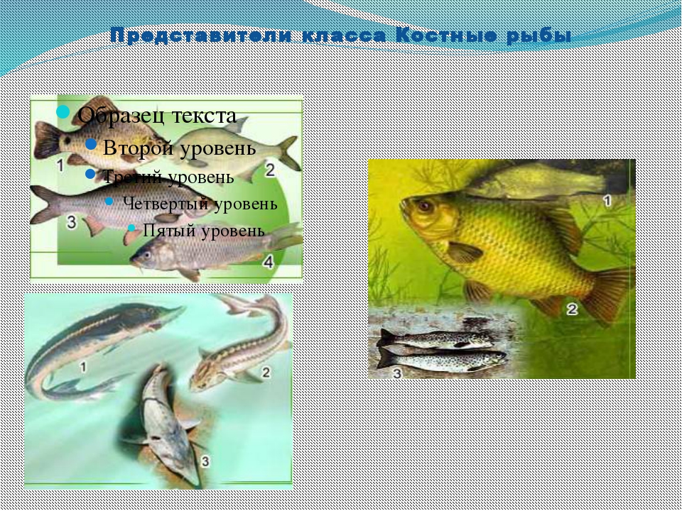 Проект рыбы. Костные рыбы представители. Класс костные представители. Костистые рыбы представители. Надкласс рыбы представители.