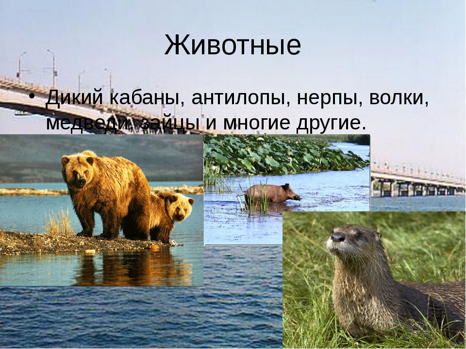 Животный мир волги