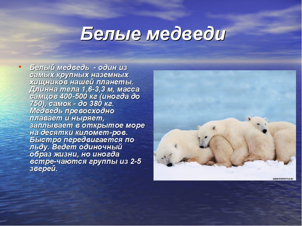 Белый факты. Доклад про белого медведя. Северный Ледовитый океан белый медведь. Животный мир холодных районов. Белый медведь презентация.