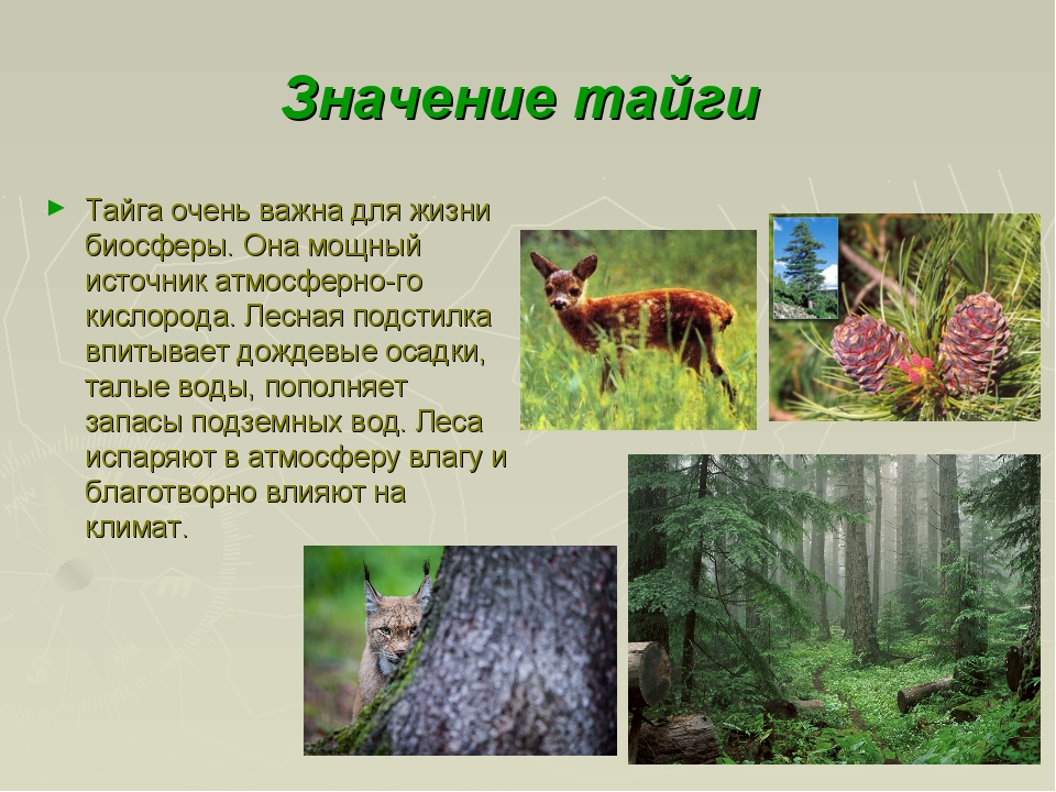 Хвойные леса какая природная зона. Тайга презентация. Животные хвойного леса. Животный и растительный мир леса. Животные в хвойных лесах.