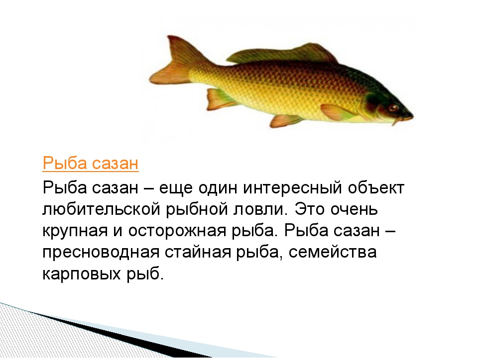 Большинство рыб обитает в. Описание рыбы. Сазан описание. Сообщение о сазане. Интересные факты о сазане.