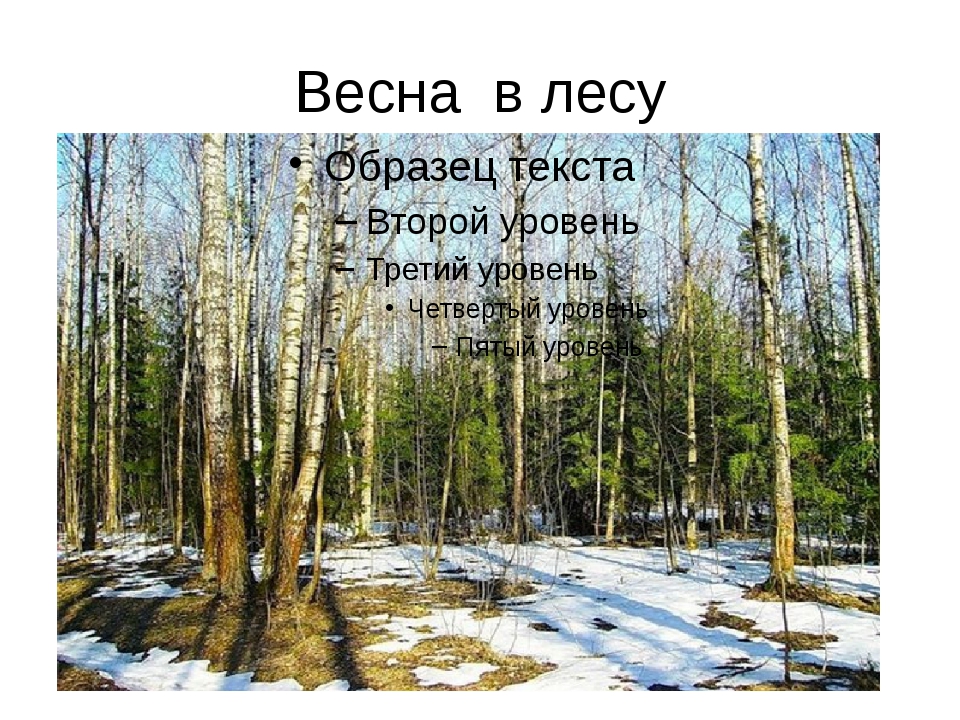 План весна в лесу