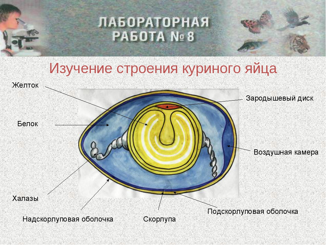 Изучение строения яйца птицы. Зародышевые оболочки куриного яйца строение. Строение яйца птицы надскорлуповая оболочка. Строение куриного яйца с зародышем. Строение яйца надскорлуповая оболочка.