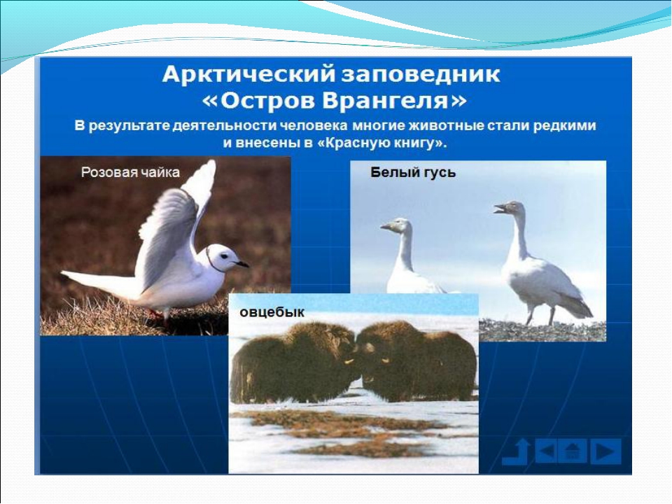 Заповедники арктических пустынь 4 класс окружающий мир. Арктический заповедник остров Врангеля. Остров Врангеля заповедник животные красной книги. Арктика заповедник о Врангеля. Птицы арктического заповедника.