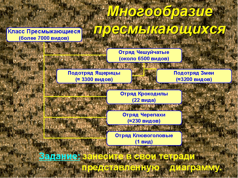 Общая характеристика пресмыкающихся 7 класс биология