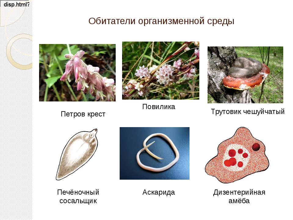 Примеры организменной среды. Организменная среда обитания примеры растений. Обитатели организменной среды. Обитателиорганизменной среды. Организмы обитающие в организменной среде.