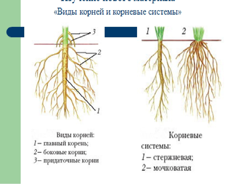 У двудольных растений мочковатая корневая система. Мочковатая корневая система.