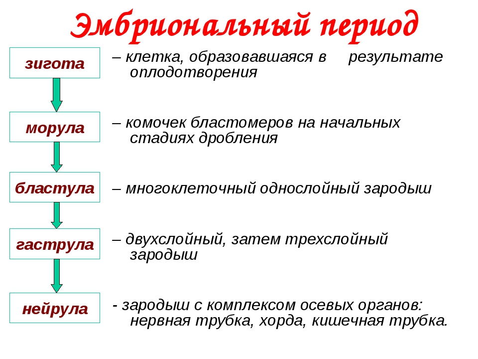 Эмбриогенез презентация 9 класс