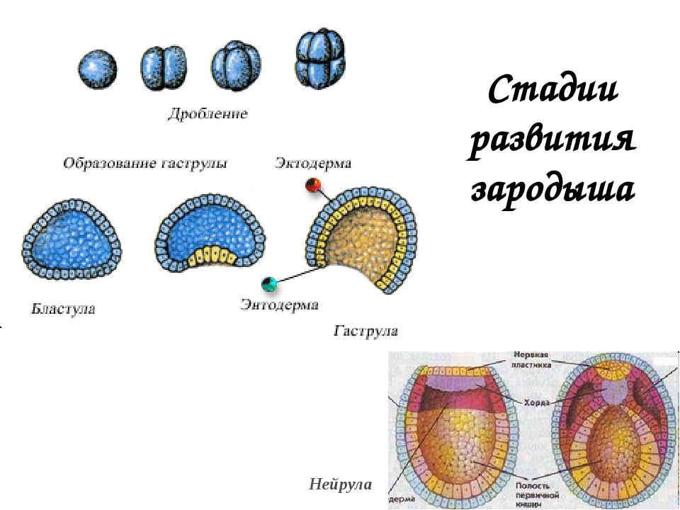 Схема развития зародыша