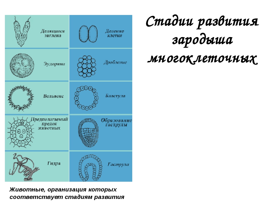 Схема многоклеточные животные