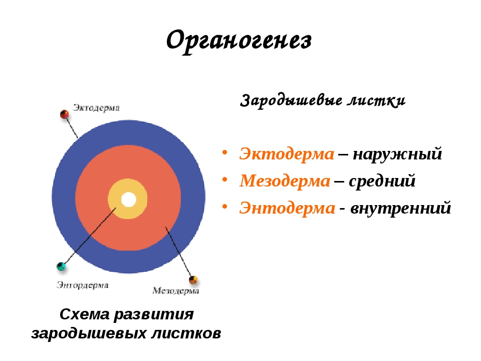 Органогенез. Органогенез картинка. Этапы органогенеза человека. Первичный органогенез.