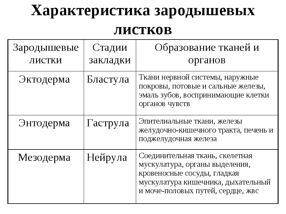 Зародышевый листок фото