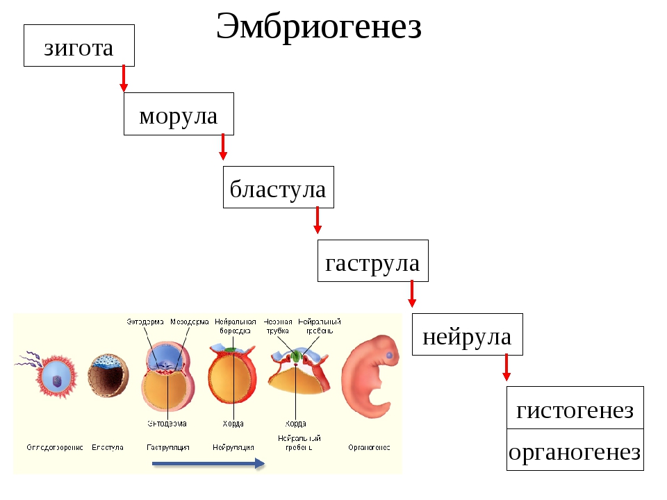 Презентация онтогенез 10 класс биология профильный уровень