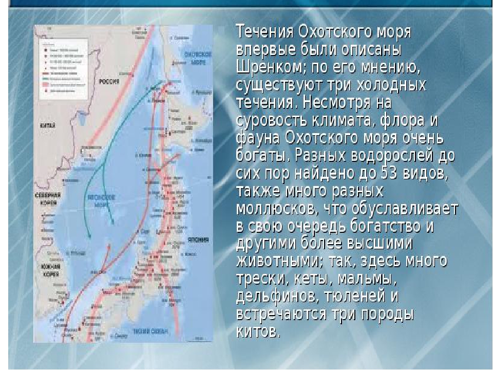 К каким морям относится охотское море. Береговая линия Охотского моря на карте. Сахалин карта течений. Течения Охотского моря. Карта течений Охотского моря.
