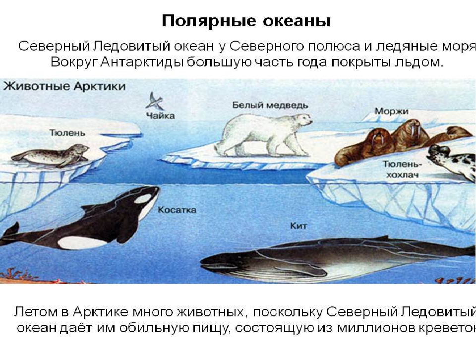 Описание океана северного ледовитого океана по плану 7 класс