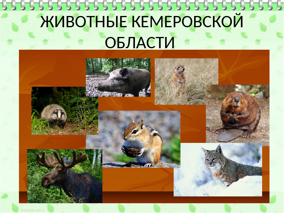 Какие животные встречаются в природе твоего региона. Животные Кемеровской области. Животный мир Кемеровской области. Животные и растения Кузбасса. Растения и животные Кемеровской области.