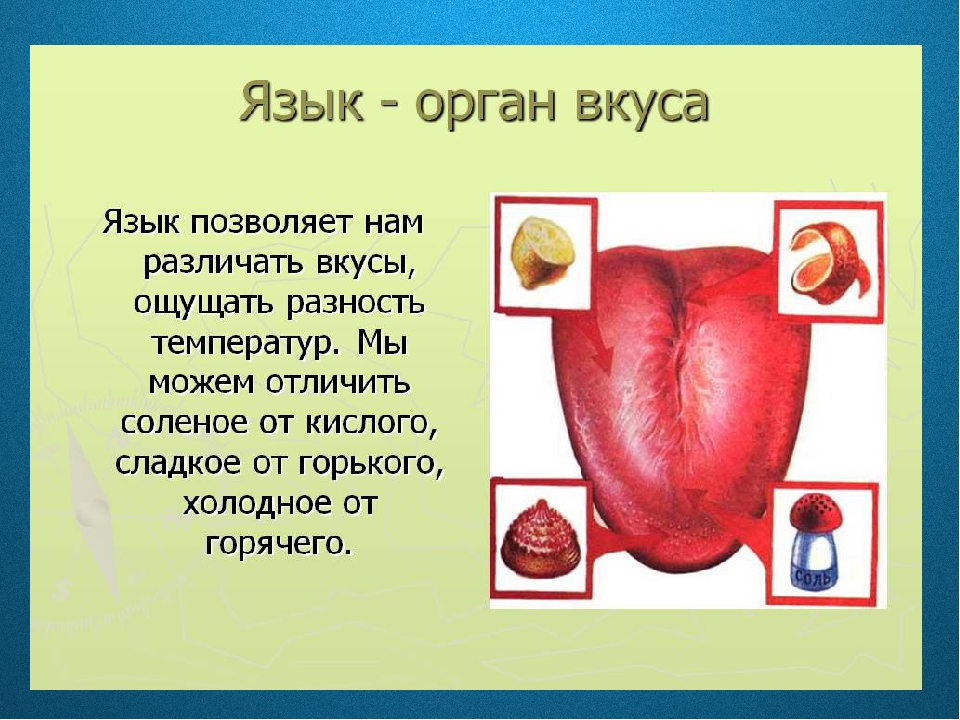 Презентация органы чувств 3 класс школа россии фгос