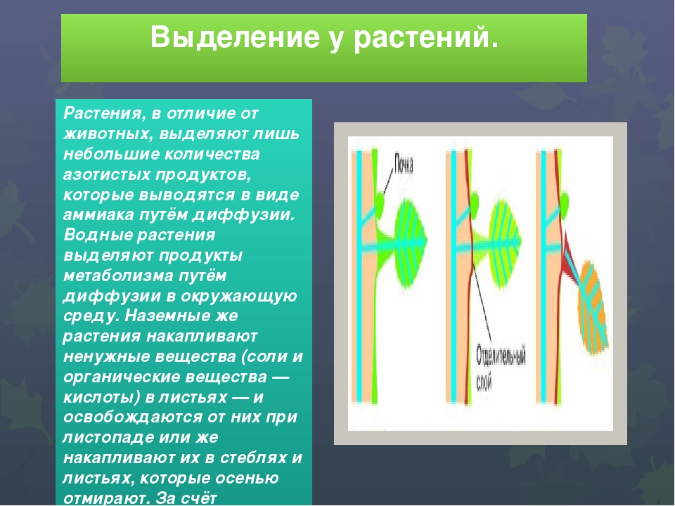 Выделение у растений