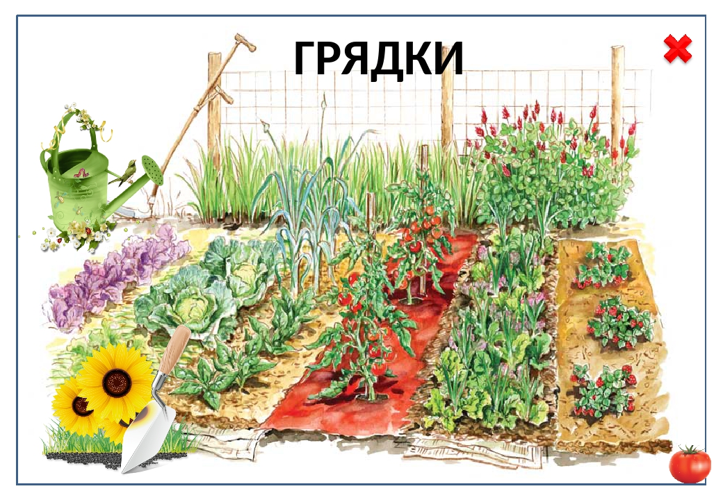 Интерактивная дидактическая игра «Огород»