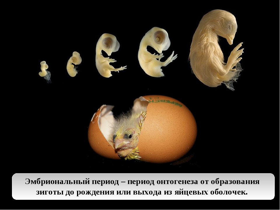Онтогенез эмбриональное постэмбриональное. Эмбриональный период развития животных. Онтогенез эмбриональный период развития. Онтогенез эмбриогенез. Онтогенез в фетальном периоде развития.