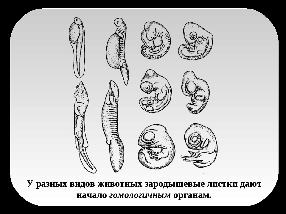 Зародыш змей. Эмбриональное развитие змеи. Стадии развития зародыша змеи. Стадии развития эмбриона змеи. Эмбриональный период развития животных.