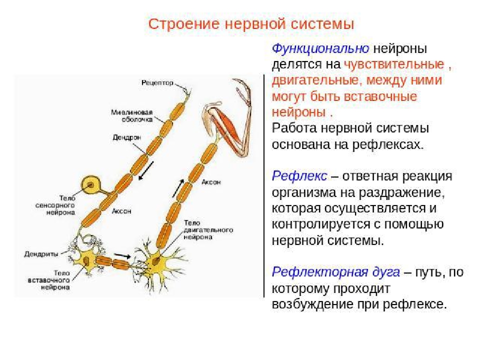 На рисунках схематично представлена организация нервной системы человека на разных уровнях