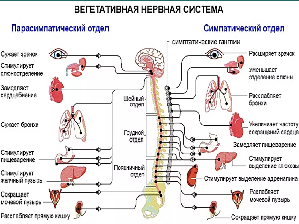 Презентация типы нервной деятельности 8 класс биология