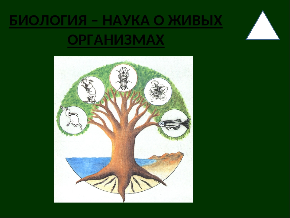 Наука о живых организмах. Биологические науки о живых организмах. Биология наука о живых организмах 5 класс. Науки по биологии 5 класс.