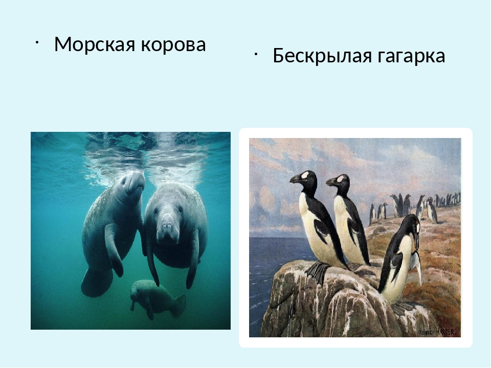 Морская корова фото из красной книги