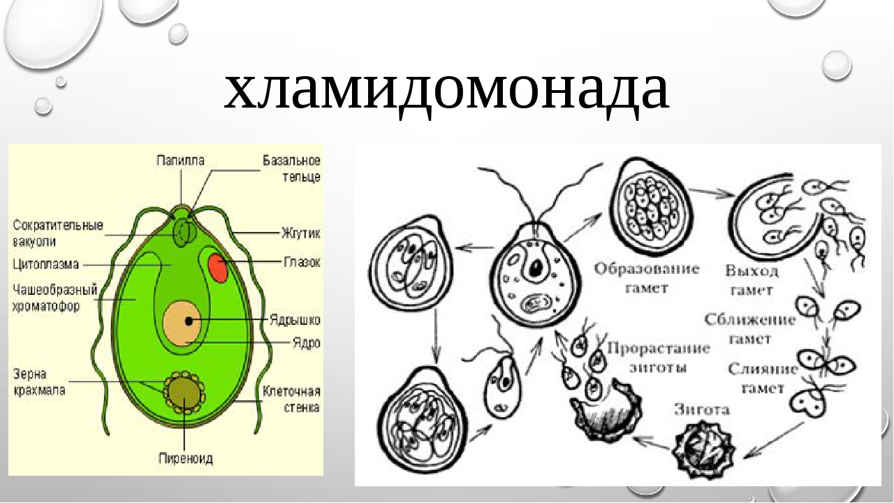 Таблица хламидомонада