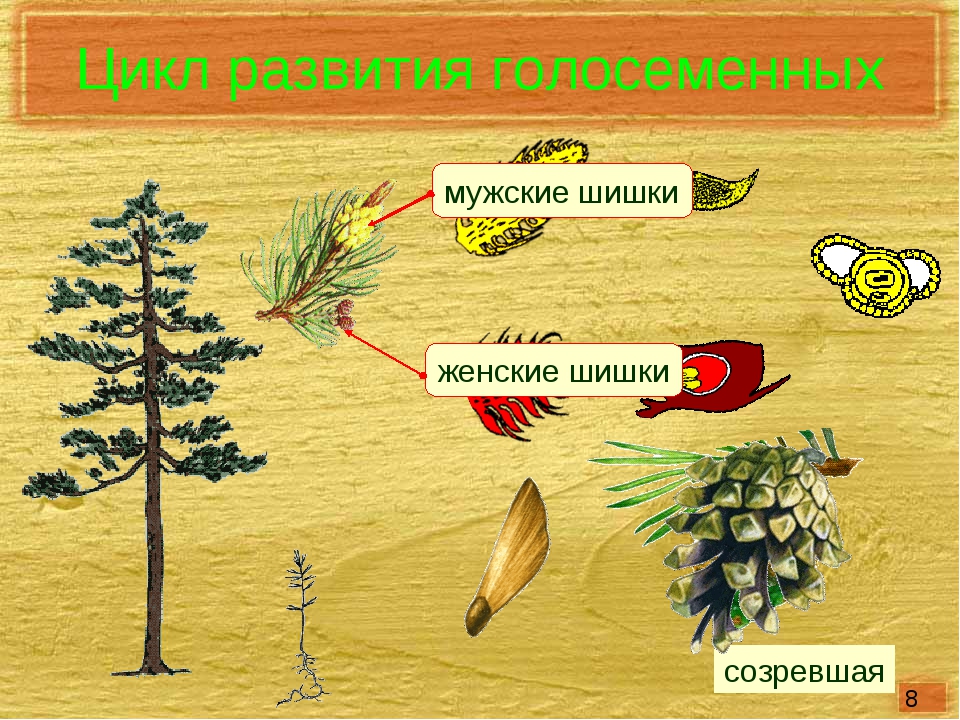 Презентация голосеменные егэ