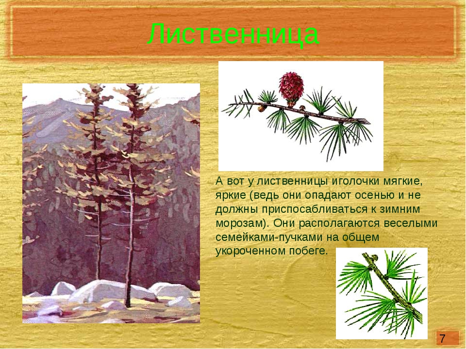 Лиственница голосеменное. Побеги лиственницы описание. Сибирская лиственница побег биология. Где у лиственницы образуются семена.