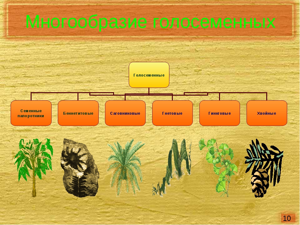 Голосеменные презентация 5 класс