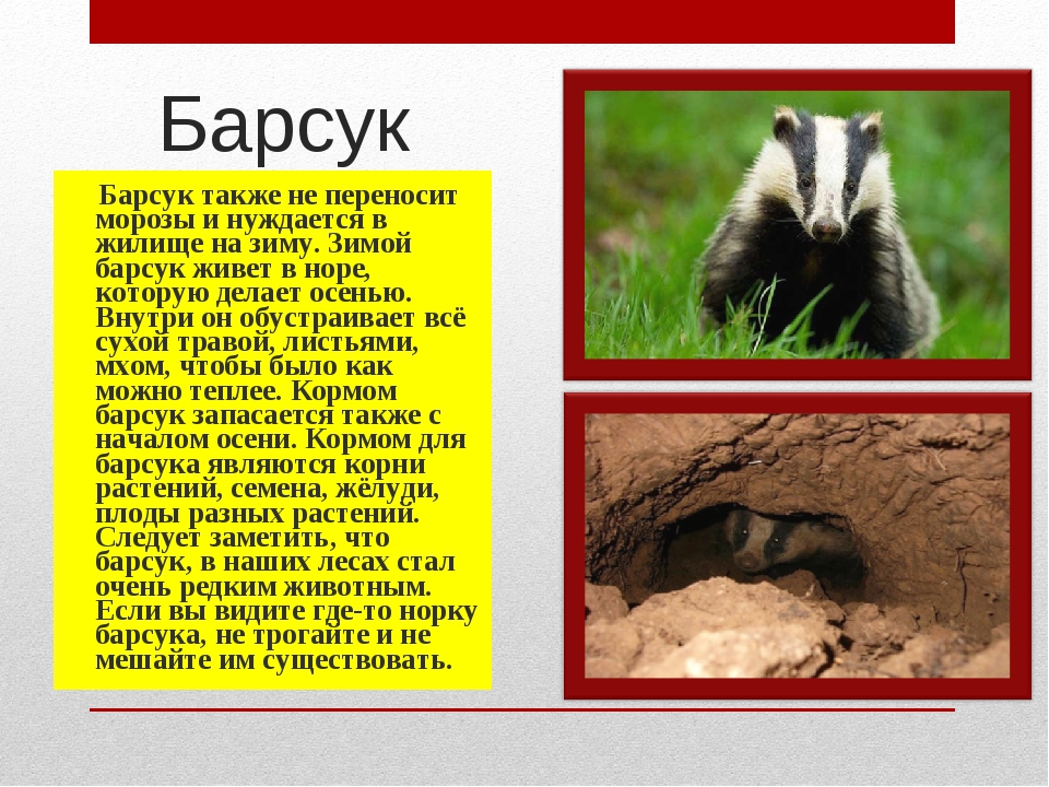 Барсук класс. Барсук впадает в спячку. Барсук готовится к зиме. Барсук впадает в спячку зимой. Барсук впадает в зимнюю спячку.