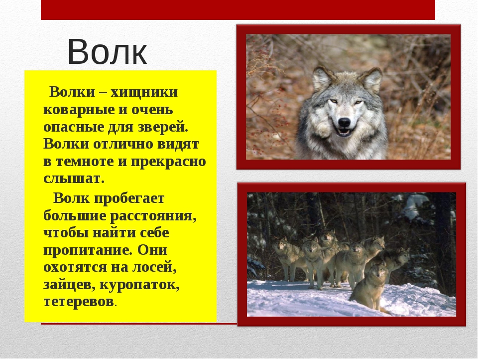 Какой тип питания характерен для волка изображенного на рисунке обоснуйте свой ответ