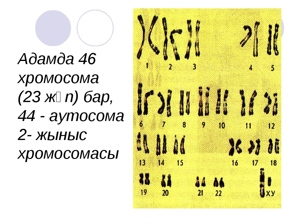 Презентация адам генетикасы