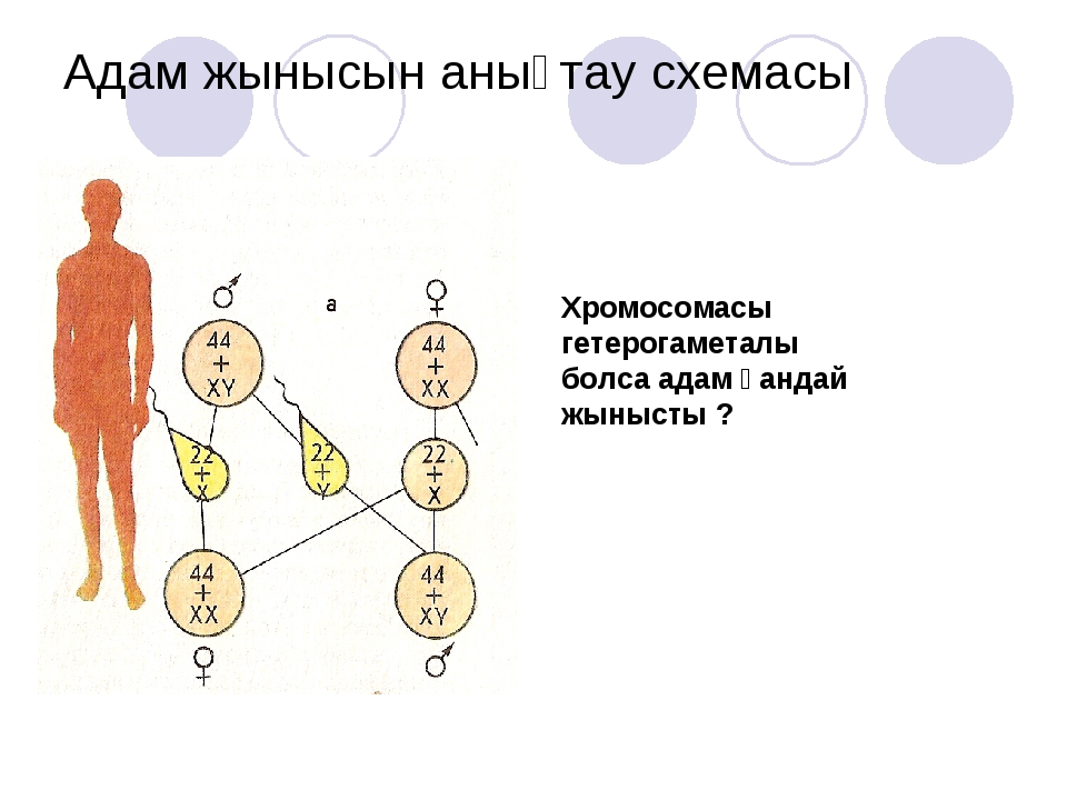 Презентация адам генетикасы