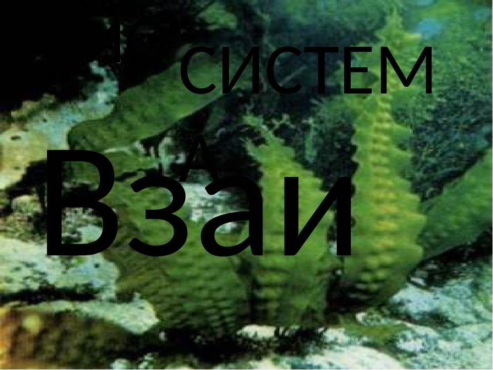 Презентация по биологии 6 класс водоросли их разнообразие и значение в природе